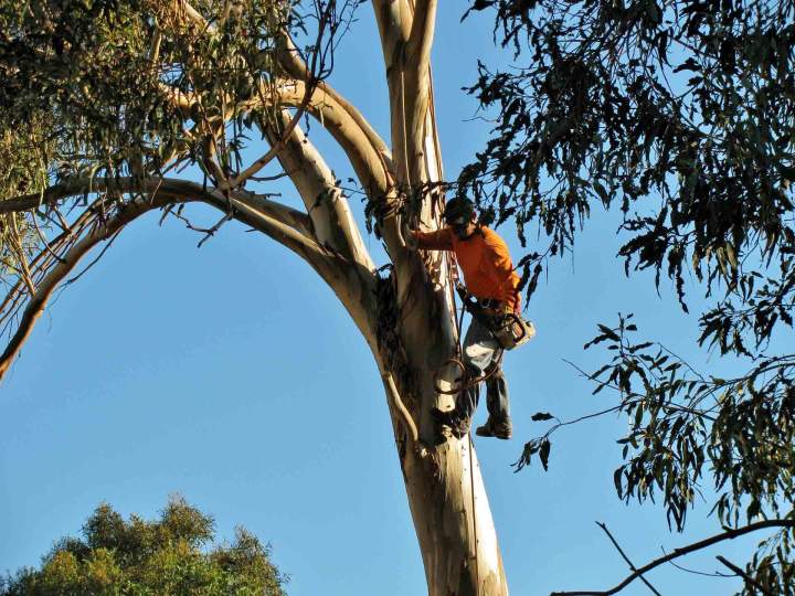 Démontage d'arbre Montélimar