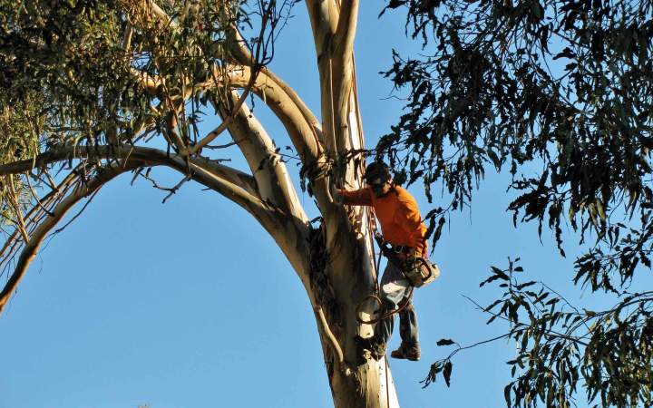 Arboriste-grimpeur Montélimar